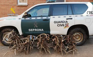 El SEPRONA incautó hasta 100 kilos de cuernos de ciervo y gamo