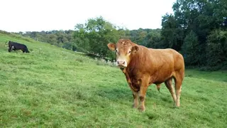 Vacas