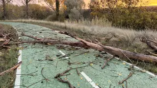 Imagen de un ejemplar caído en el carril bici de la capital