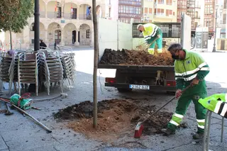El Ayuntamiento de Zamora planta árboles en 20 calles de la capital