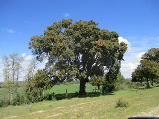Encina