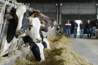 Archivo Varias vacas en una explotación agraria Álvaro Ballesteros Europa Press Archivo