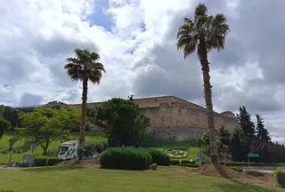 Las nuevas palmeras en la rotonda de Trascastillo transplantadas este miércoles | Ayuntamiento de Zamora