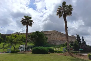 Las nuevas palmeras en la rotonda de Trascastillo transplantadas este miércoles | Ayuntamiento de Zamora