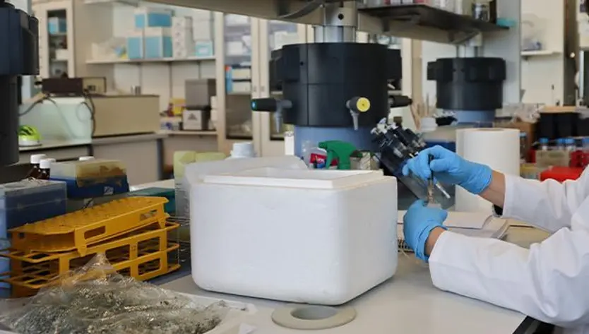 Investigadores de la USAL hallan el mecanismo dependiente de la temperatura que controla la acumulación de ácidos grasos omega 3 en las semillas de las plantas (2)