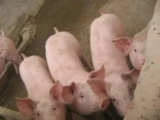 Campo cerdos