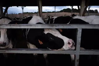 Vaca en una macrogranja GREENPEACE