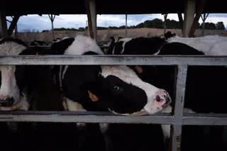 Vaca en una macrogranja GREENPEACE