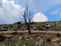 Las huellas del incendio de Porto, un año después