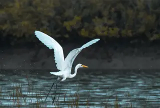 Seis localidades zamoranas se reparten las 86 parejas de garzas que habitan en la provincia. Garzas. Archivo.