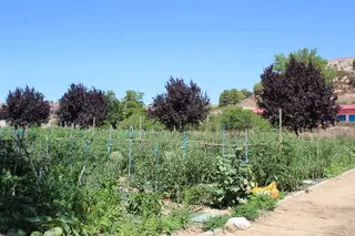Imagen de archivo de un huerto