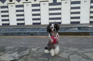 Perro