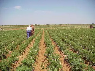 Asaja critica que la Seguridad Social no ofrezca ventajas a los miembros de explotaciones agrarias de titularidad compartida