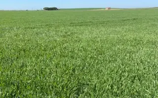 Campo