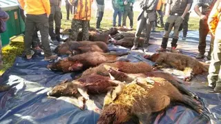 Los cazadores del coto Valle de Vidriales despiden la temporada abatiendo casi cuarenta jabalíes