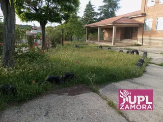 Upl Denuncia El Abandono Del Colegio De Almeida De Sayago