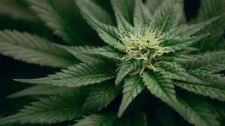 Cannabis, marihuana. Archivo.