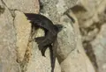Archivo - Vencejo común , Ave del Año 2021 de SEO/BirdLife por votación popular - SEO/BIRDLIFE - ARCHIVO