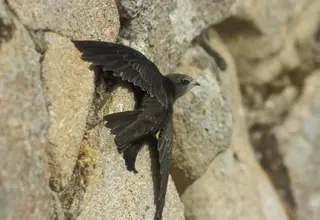 Archivo - Vencejo común , Ave del Año 2021 de SEO/BirdLife por votación popular - SEO/BIRDLIFE - ARCHIVO