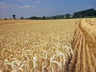 El campo de Castilla y León afronta San Isidro con la incertidumbre sobre la evolución del cereal de secano