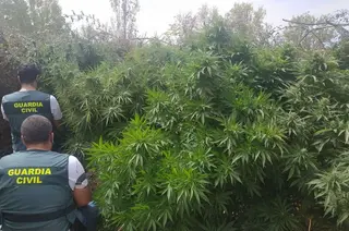 20200903 marihuana carrascal 2