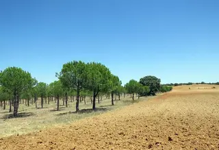 Pinos piñoneros. Archivo