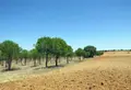 Pinos piñoneros. Archivo