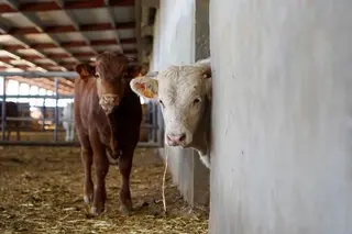 Vacas en una explotación ganadera. Archivo.