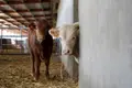 Vacas en una explotación ganadera. Archivo