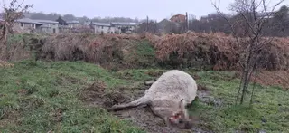 La vaca muerta en Chanos