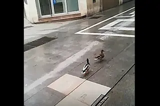 Patos