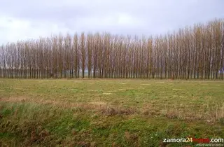 Castilla y León, referente nacional en la producción de bioenergía a través de la biomasa