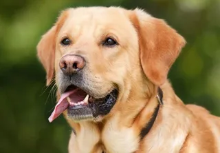 Perro 3