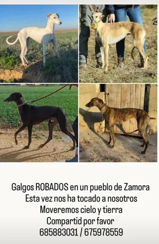 Galgos robados en Zamora