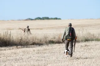 JL Leal ICAL. Comienza la media veda de caza en Castilla y León, con buenas expectativas de capturas