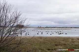 Del ánsar común a las grullas pasando por los ánades reales