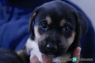 Tiende a la baja el abandono de mascotas en verano