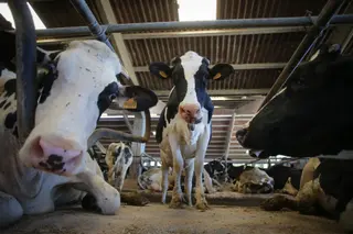      Vacas de una ganadería de lácteo Carlos Castro Europa Press Archivo