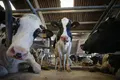 Vacas de una ganadería de lácteo Carlos Castro Europa Press Archivo