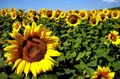Campo de girasol. Archivo