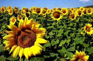 Campo de girasol. Archivo
