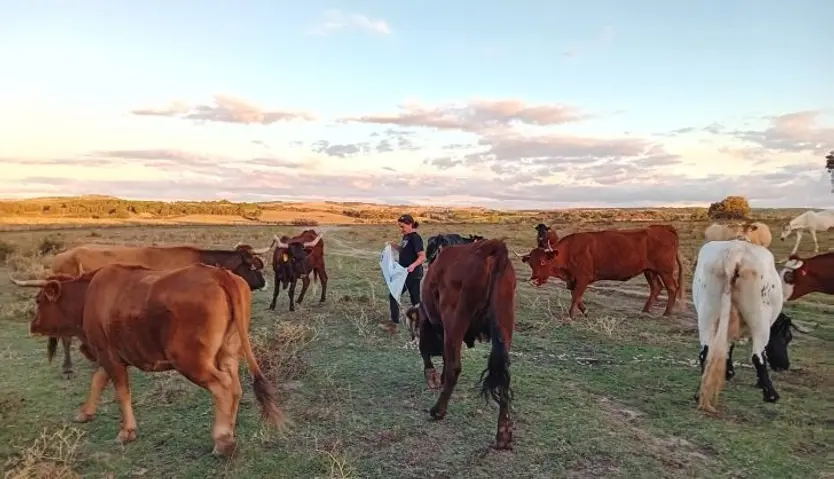 María Mulas dándole de comer a su ganado.
