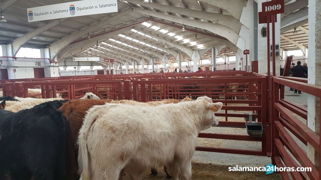 Así fue la Lonja de Salamanca el 19 de abril: Cae el precio de los cereales, entre uno y dos euros