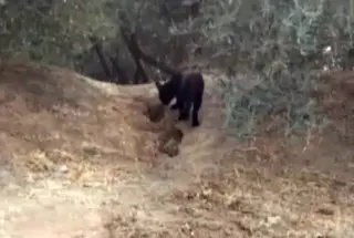Pantera ciclista