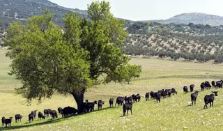 Ganado pastando en el campo