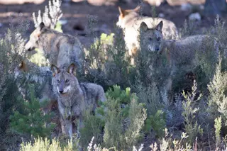 Manada de lobos. EP