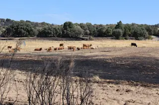      El Desolador Paisaje De Mámoles Tras La Peor Parte Del Incendio De Fermoselle (40)