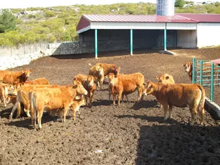 El precio del seguro de retirada de animales muertos sube en vacuno de cebo de 43 a 57,09 euros. Archivo
