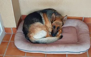 Perro asustado