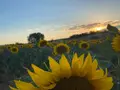 El girasol gana terreno en el campo zamorano. La provincia ha pasado de dedicar 32.020 hectáreas a este cultivo en 2025 a alcanzar las 40.430 en 2026, lo que supone 8.410 hectáreas más en un año y un incremento del 26,3 %. La evolución se enmarca en la expansión de esta oleaginosa por Castilla y León, donde la superficie cultivada ha crecido un 40,2 % en el último ejercicio. Los datos provisionales de la Consejería de Agricultura, Ganadería, Medio Rural y Política Ambiental correspondientes a julio de 2026 sitúan la superficie regional de girasol en 417.862 hectáreas, frente a las 298.014 del año anterior. El aumento, de 119.848 hectáreas, refleja el creciente interés de los agricultores por un cultivo que se está abriendo paso en las explotaciones, especialmente en las de secano. En Zamora, el crecimiento es inferior al registrado en el conjunto de la Comunidad, aunque confirma la tendencia al alza. La provincia se mantiene entre los territorios castellanos y leoneses con una superficie importante dedicada al girasol, en un contexto en el que los costes de producción, la evolución de los precios y las ventajas agronómicas de las rotaciones están influyendo en las decisiones de siembra. Joaquín Ortiz, miembro del Servicio Agronómico y de Cultivos de ACOR, explica que el girasol ha adquirido un papel cada vez más relevante en la planificación de las explotaciones. "El agricultor cada vez tiene más en cuenta este cultivo dentro de su rotación, sobre todo en secano", señala. Sus menores necesidades de insumos y la relativa estabilidad de los precios durante los últimos años contribuyen a explicar su expansión frente a cultivos tradicionales como el trigo y la cebada. Un crecimiento desigual entre provincias El aumento de la superficie de girasol se extiende por las nueve provincias de Castilla y León, aunque con diferencias significativas. Burgos encabeza la clasificación, con 93.715 hectáreas en 2026, frente a las 67.385 del año anterior, un 39,1 % más. Palencia ocupa el segundo puesto, con 65.354 hectáreas, tras crecer un 41,6 %, mientras que Valladolid alcanza las 60.781 hectáreas, un 31,8 % más que en 2025. Entre las tres provincias concentran más de la mitad de la superficie regional dedicada a esta oleaginosa. Soria también registra un avance destacado, al pasar de 35.299 a 55.655 hectáreas, un 57,7 % más. El mayor crecimiento porcentual corresponde a León, donde la superficie aumenta un 73,3 %, hasta las 22.232 hectáreas. Por su parte, Salamanca alcanza las 29.904 hectáreas, frente a las 21.352 del ejercicio anterior; Segovia pasa de 30.991 a 41.598, y Ávila crece desde las 5.853 hasta las 8.193 hectáreas. El calor condiciona la cosecha El aumento de la superficie sembrada no garantiza, sin embargo, una campaña igualmente favorable en términos de producción. Las elevadas temperaturas del verano han condicionado el desarrollo del cultivo y las expectativas de rendimiento, con diferencias entre las parcelas en función de las fechas de siembra. Ortiz explica que las siembras realizadas a finales de abril y principios de mayo están ofreciendo, en términos generales, mejores resultados que aquellas implantadas a finales de mayo o durante junio. "En principio se observa una diferencia bastante marcada de rendimientos entre las siembras tempranas y las tardías, muy influenciada por las temperaturas estivales", apunta. La recolección continúa y todavía no hay resultados definitivos. Las estimaciones provisionales de julio apuntaban a una cosecha de 513.249 toneladas en Castilla y León, frente a las 375.800 toneladas de 2025, lo que supondría un incremento del 36,6 %. No obstante, el técnico de ACOR considera que los rendimientos podrían situarse por debajo de los de campañas anteriores, aunque con resultados relativamente positivos teniendo en cuenta el calor soportado durante el verano. El agua continúa siendo el principal factor limitante para este cultivo. Aunque el girasol presenta capacidad de adaptación a la sequía, Ortiz advierte de que eso no significa que tenga pocas necesidades hídricas, tampoco en las explotaciones de regadío. Menores costes y ventajas para las explotaciones La expansión del girasol responde también a razones económicas. En términos generales, necesita menos productos fitosanitarios y fertilizantes que otros cultivos extensivos, lo que permite reducir determinados costes de producción. En algunas explotaciones de secano, incluso, no se aplica abonado. Esta ventaja exige, sin embargo, una gestión adecuada de la fertilidad del suelo. La extracción continuada de nutrientes puede perjudicar a las parcelas si no se planifican correctamente las rotaciones, por lo que los técnicos recomiendan valorar el papel del cultivo dentro del conjunto de la explotación y no únicamente su rentabilidad inmediata. La evolución de los precios de la pipa también ha favorecido el interés por el girasol. No existe, sin embargo, un precio único que garantice la rentabilidad de una hectárea, ya que depende de factores como los costes de cada explotación y el rendimiento obtenido. En el caso de los socios de ACOR, la cooperativa dispone de una política contractual con un precio mínimo garantizado. A las ventajas económicas se suman las agronómicas. El girasol contribuye a diversificar los cultivos, mejorar la estructura del suelo, interrumpir determinados ciclos de plagas y enfermedades y aprovechar nutrientes presentes en capas profundas del terreno. También facilita el cumplimiento de algunos requisitos vinculados a la Política Agraria Común. Entre las variedades cultivadas destacan las de alto oleico, cuyo contenido de este ácido graso supera el 80 %. Estas semillas ofrecen mayor estabilidad y durabilidad para determinados usos de la industria agroalimentaria y pueden recibir una prima sobre el precio del girasol convencional, en función de las condiciones del mercado. Ortiz considera que España dispone de margen para aumentar su producción de oleaginosas, puesto que continúa dependiendo de las importaciones para abastecer parte de las necesidades de la industria agroalimentaria. Un escenario que mantiene el interés por el girasol, aunque la evolución de la superficie en las próximas campañas dependerá de los precios, los costes y las condiciones meteorológicas.